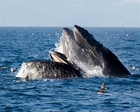 ventura whale watching channel islands.